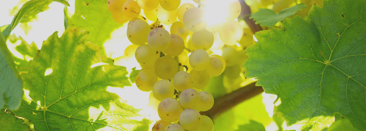 Bannière Chasselas Soleil Domaine de Chantegrive