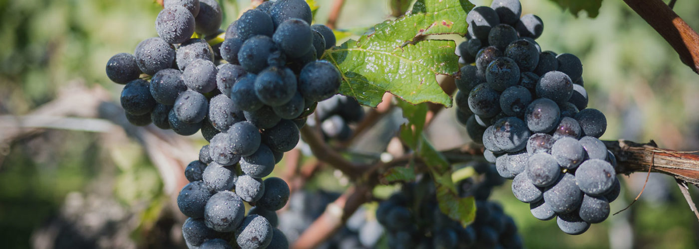 Bannière Raisin Rouge Domaine de Chantegrive