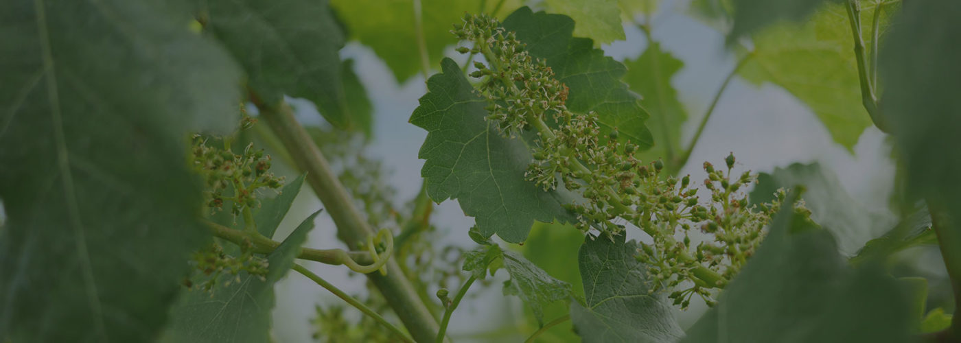 Bannière Cycle Végétatif Domaine de Chantegrive